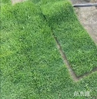 草卷状马尼拉草