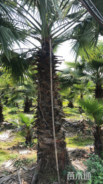 裸干高200厘米华盛顿棕榈