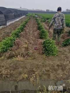 高度30厘米大叶黄杨小苗