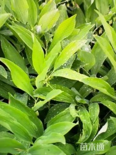 高度35厘米玉竹