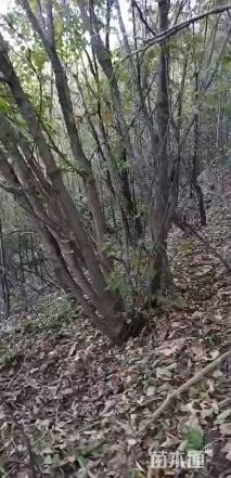 10公分五角枫