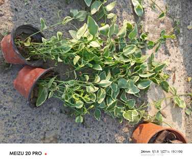 高度30厘米花叶蔓长春