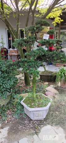 6公分罗汉松