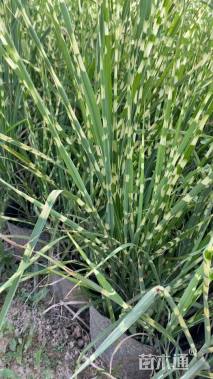 高度60厘米斑叶芒