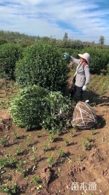 冠幅150厘米卫矛球