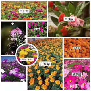 白三叶种子