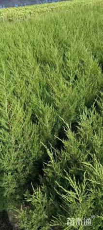 高度120厘米桧柏