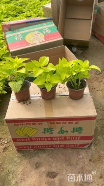 高度10厘米彩叶草