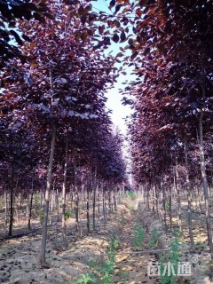 5公分加拿大红樱