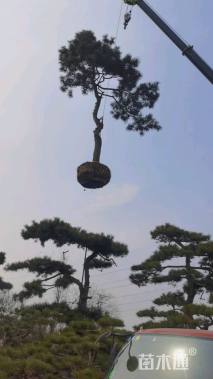 高度500厘米黑松