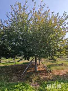 20公分高杆染井吉野樱