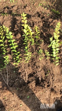 高度50厘米金叶女贞