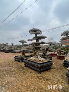 15公分对节白蜡