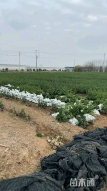 高度55厘米卫矛
