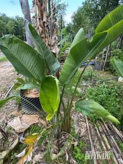 高度100厘米天堂鸟