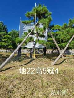 19公分造型黑松