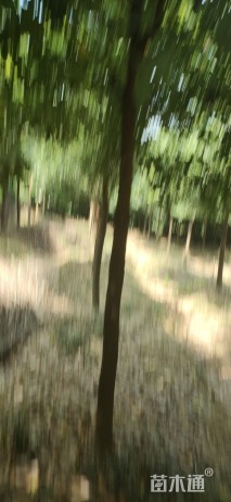 12公分香樟