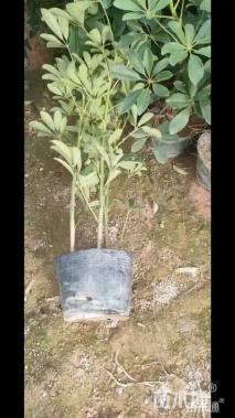 高度70厘米鹅掌柴