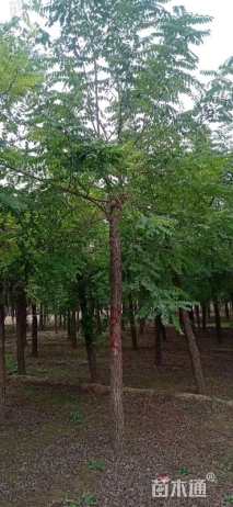 8公分刺槐
