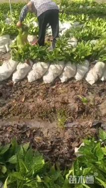 高度30厘米花叶珊瑚