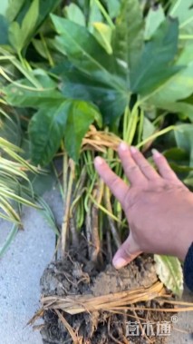 高度40厘米八角金盘