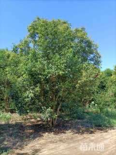 高度600厘米丛生大叶女贞