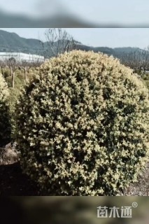 高度150厘米变色女贞
