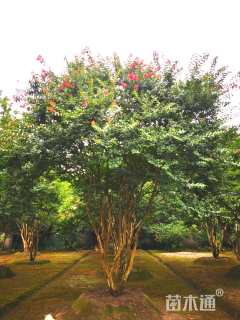 高度450厘米丛生紫薇