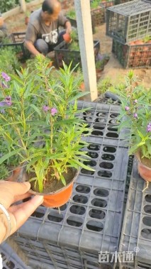 高度20厘米香彩雀