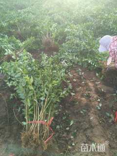 高度100厘米东北连翘