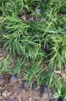 高度20厘米麦冬