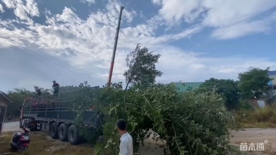 10公分黄花风铃木
