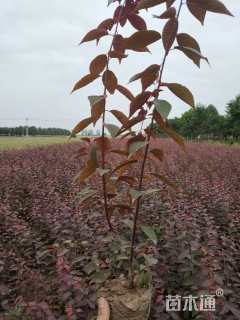 高度80厘米红叶李小苗