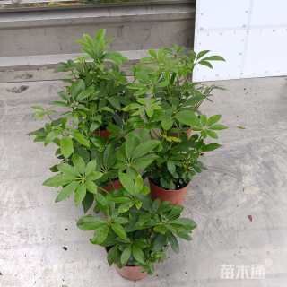 高度20厘米鸭脚木