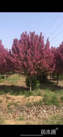 15公分绚丽海棠