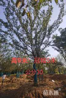 35公分朴树