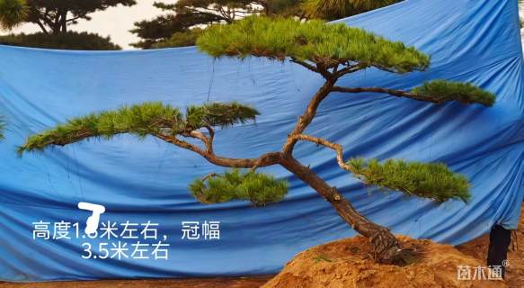 19公分造型黑松