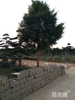 20公分红豆杉