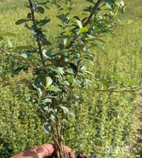 高度50厘米火棘