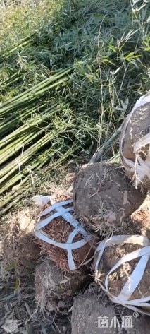 地栽苗罗汉竹