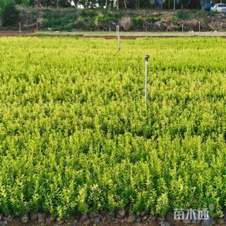 高度40厘米喷雪花