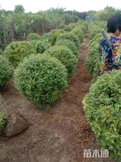 高度100厘米黄刺玫