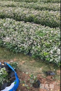 高度20厘米雪花木