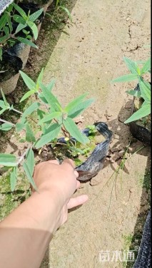 高度20厘米墨西哥鼠尾草