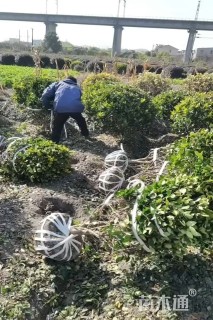 冠幅180厘米金森女贞球