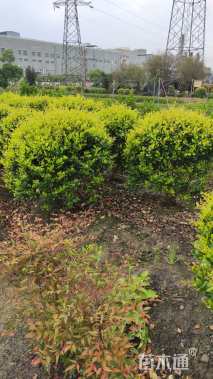 冠幅150厘米金森女贞球