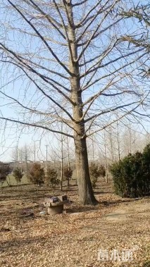30公分银杏
