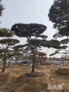 10公分造型黑松