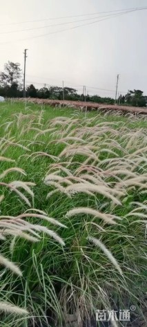 高度80厘米羽绒狼尾草