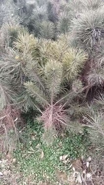 高度50厘米油松